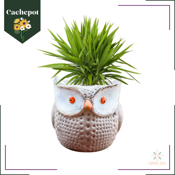 Vaso Cachepot Para Plantas Suculentas e Cacto - Coruja